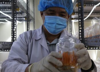 CỰU CHIẾN BINH KHƯƠNG VĂN THUẤN: THÀNH CÔNG NHỜ ỨNG DỤNG KHOA HỌC TRỒNG ĐÔNG TRÙNG HẠ THẢO