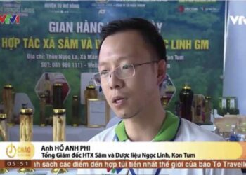 Hợp tác xã Sâm và dược liệu Ngọc Linh (Tu Mơ Rông): Sứ mệnh kết nối và phát triển tinh hoa di sản dược liệu quý trên đỉnh Ngọc Linh