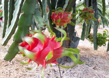 Bài toán thị trường thanh long –  Các nông hộ, doanh nghiệp nông nghiệp cần nâng tầm tư duy sản xuất