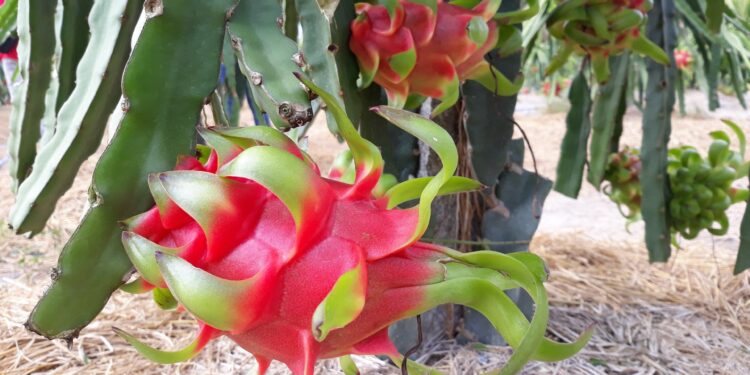 Bài toán thị trường thanh long –  Các nông hộ, doanh nghiệp nông nghiệp cần nâng tầm tư duy sản xuất