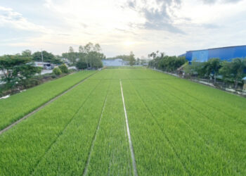 Hướng tới sản xuất nông nghiệp hữu cơ – Hướng đi bền vững cho nông dân