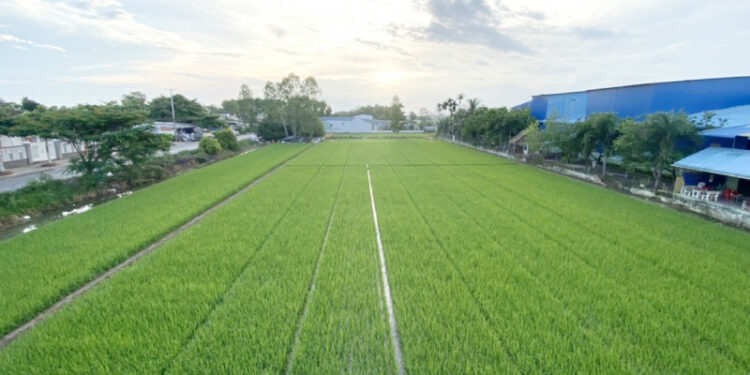 Hướng tới sản xuất nông nghiệp hữu cơ – Hướng đi bền vững cho nông dân