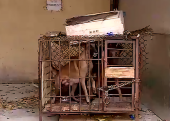 Ông Hồ Minh Sơn phân tích yếu tố pháp lý liên quan vụ bé gái 5 tuổi bị chó cắn chết