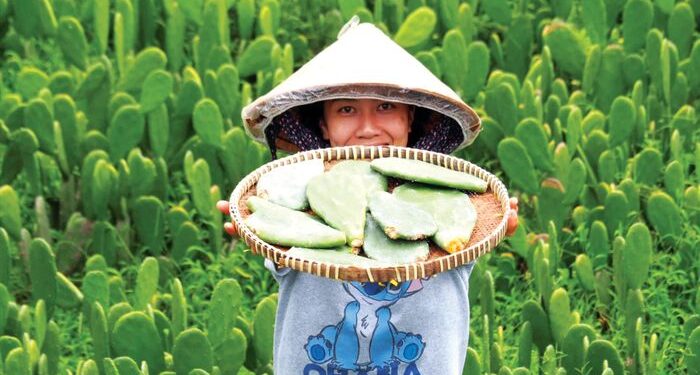 Khởi nghiệp từ nguyên liệu bỏ đi – Nâng tầm sản vật tỉnh Phú Yên