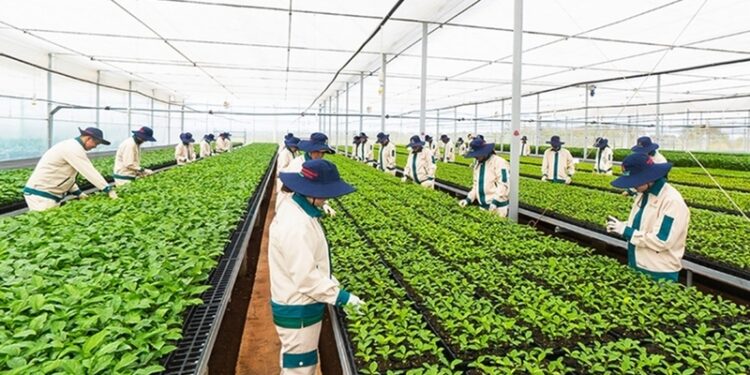 Gia Lai phát huy lợi thế, đẩy mạnh xuất khẩu hàng nông sản