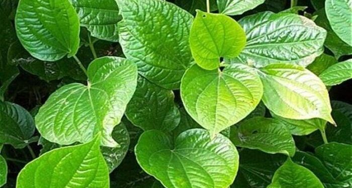 Điều gì xảy ra nếu bạn ăn lá lốt thường xuyên?