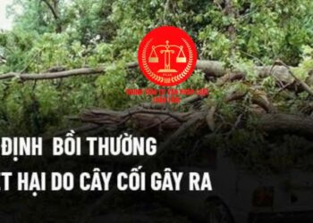 Trung tâm tư vấn pháp luật Toàn Tâm: Cây nhà hàng xóm đổ, gây thiệt hại nhà người khác có phải bồi thường – Diện tích đất tối thiểu bao nhiêu m2 thì được cấp sổ đỏ?