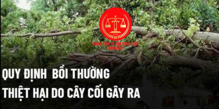 Trung tâm tư vấn pháp luật Toàn Tâm: Cây nhà hàng xóm đổ, gây thiệt hại nhà người khác có phải bồi thường – Diện tích đất tối thiểu bao nhiêu m2 thì được cấp sổ đỏ?
