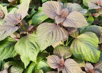 Cây tía tô với nhiều công dụng cho sức khỏe