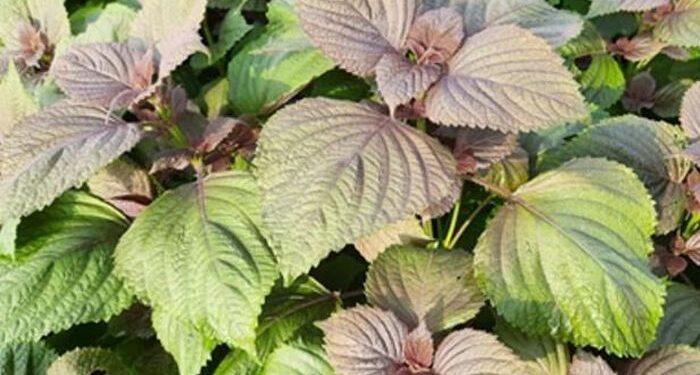 Cây tía tô với nhiều công dụng cho sức khỏe