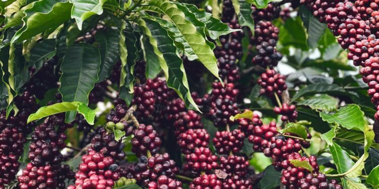 BM Group góp phần nâng tầm thương hiệu cà phê Việt trên đất đỏ Tây Nguyên