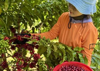Nông nghiệp hữu cơ bền vững – Hướng đi thiết thực cho ngành cà phê Tây Nguyên