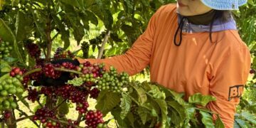 Nông nghiệp hữu cơ bền vững – Hướng đi thiết thực cho ngành cà phê Tây Nguyên