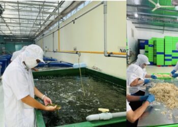 Viện Nghiên cứu Thị trường – Truyền thông Quốc tế phối hợp tổ chức Frenchcert UK (Vương quốc Anh) khảo sát vùng trồng nguyên liệu ven biển Ninh Hoà