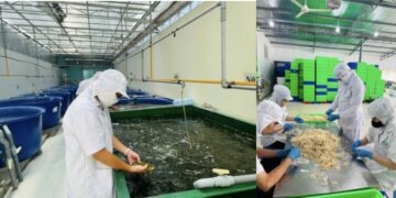 Viện Nghiên cứu Thị trường – Truyền thông Quốc tế phối hợp tổ chức Frenchcert UK (Vương quốc Anh) khảo sát vùng trồng nguyên liệu ven biển Ninh Hoà