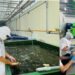 Viện Nghiên cứu Thị trường – Truyền thông Quốc tế phối hợp tổ chức Frenchcert UK (Vương quốc Anh) khảo sát vùng trồng nguyên liệu ven biển Ninh Hoà